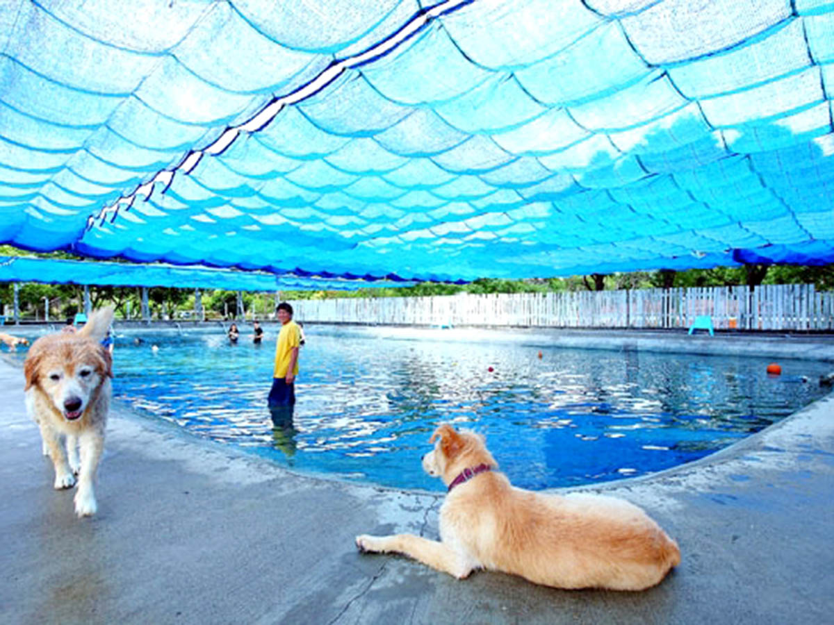 狗狗水世界